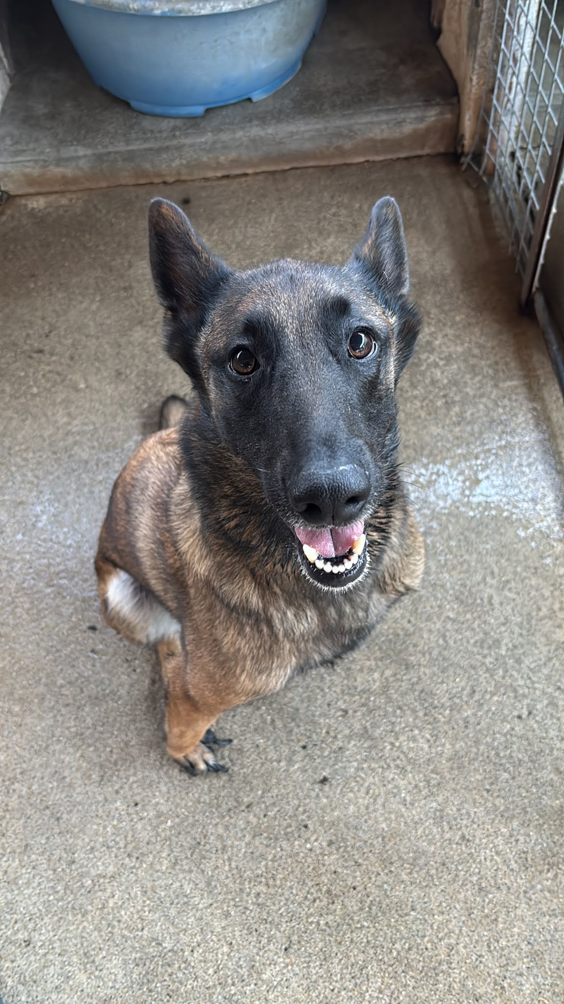 Nala