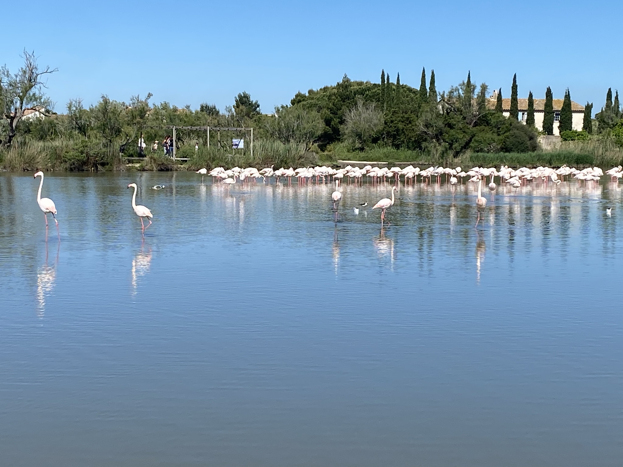 Camargue