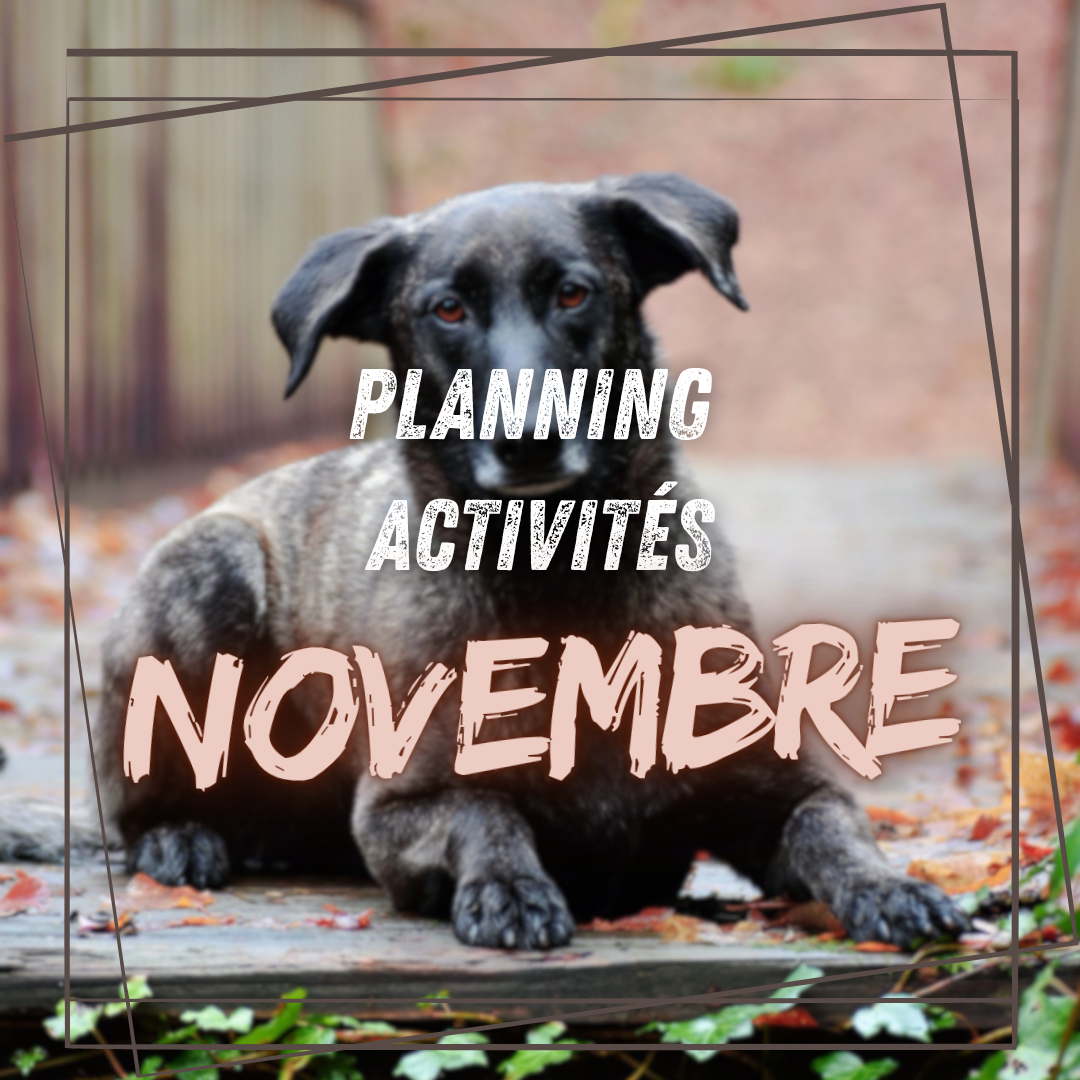 Planning de Novembre