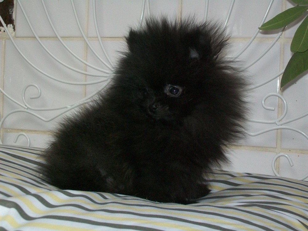 Mini spitz4