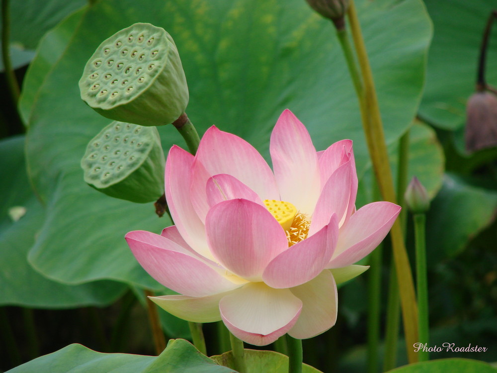 Lotus