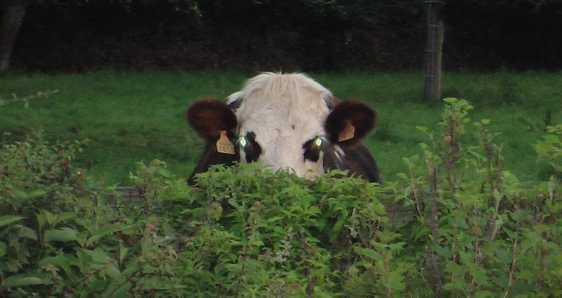 Vache de claire et andre