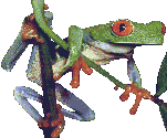 Grenouilles016