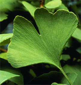 Ginkgo