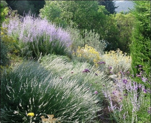 Massifs plantes Méditeranéenne