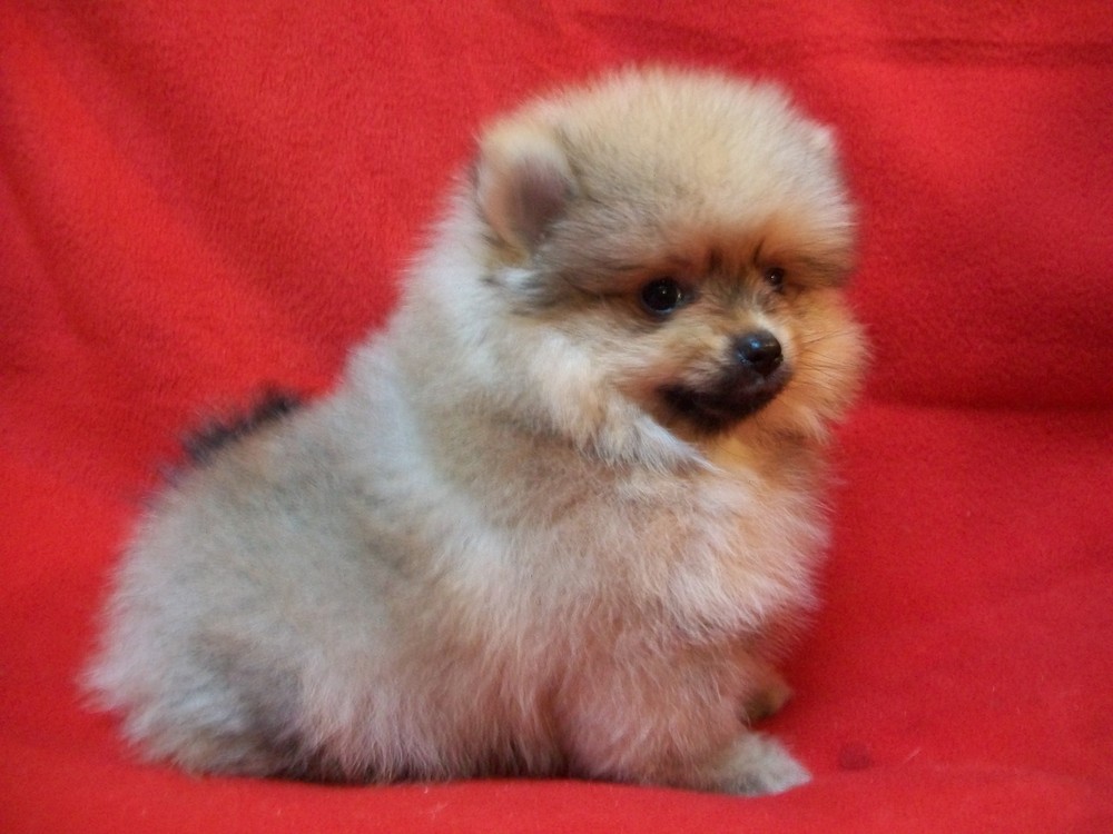 Spitz2