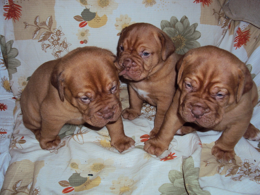 Bebes 3 semaines et demi male