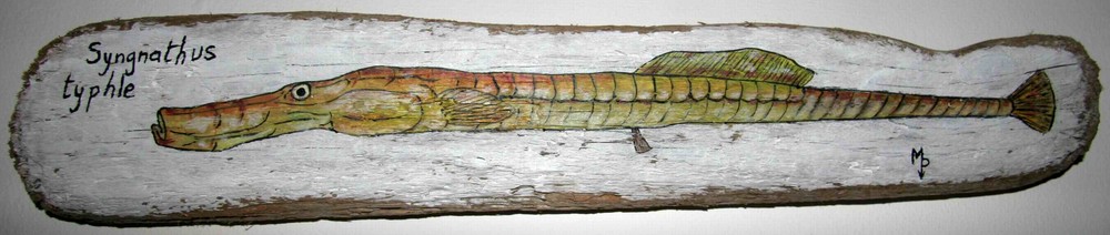 Syngnathe