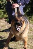 Maitre chien 2