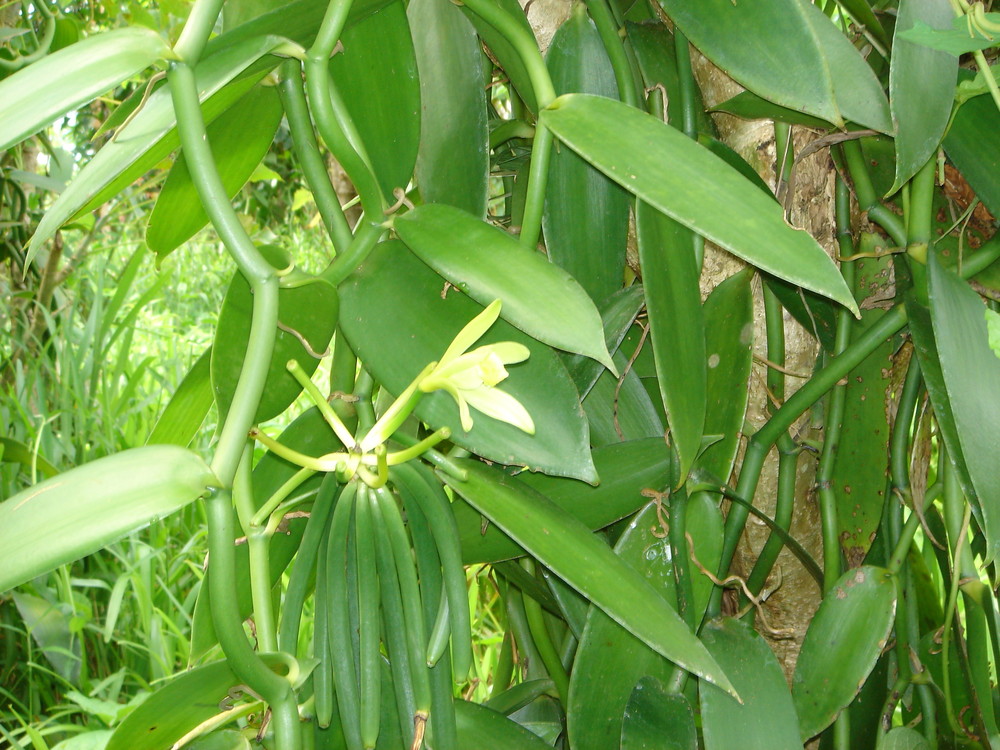 Dsc00074