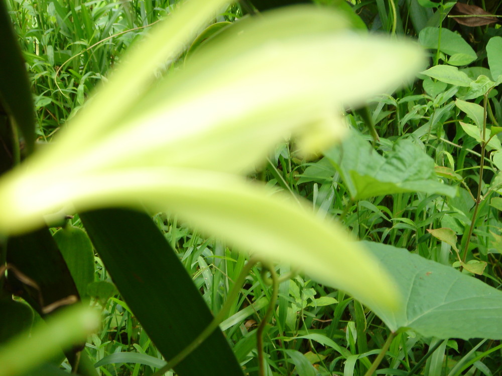 Dsc00076