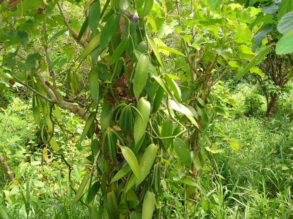 Dsc00078