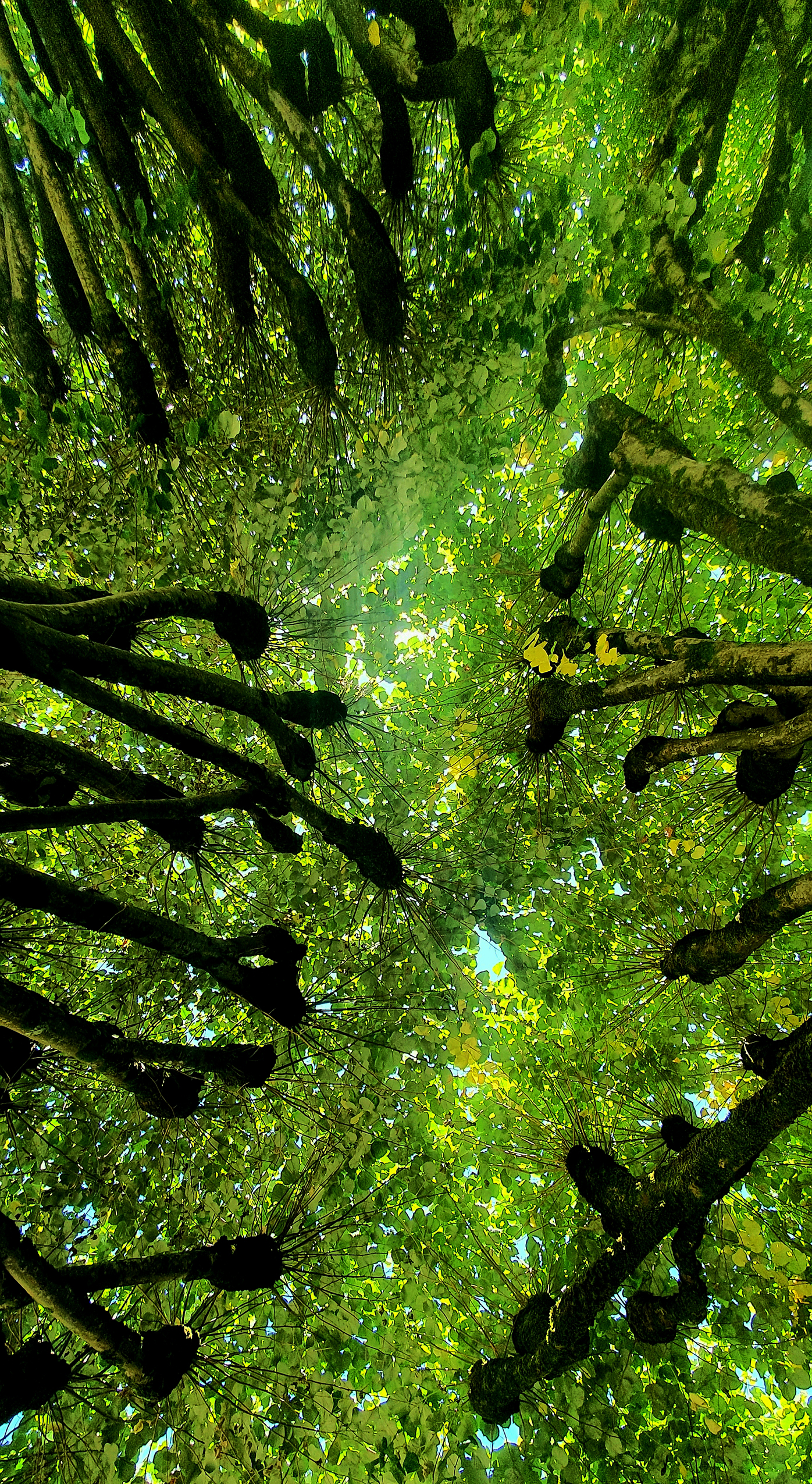 Arbre1