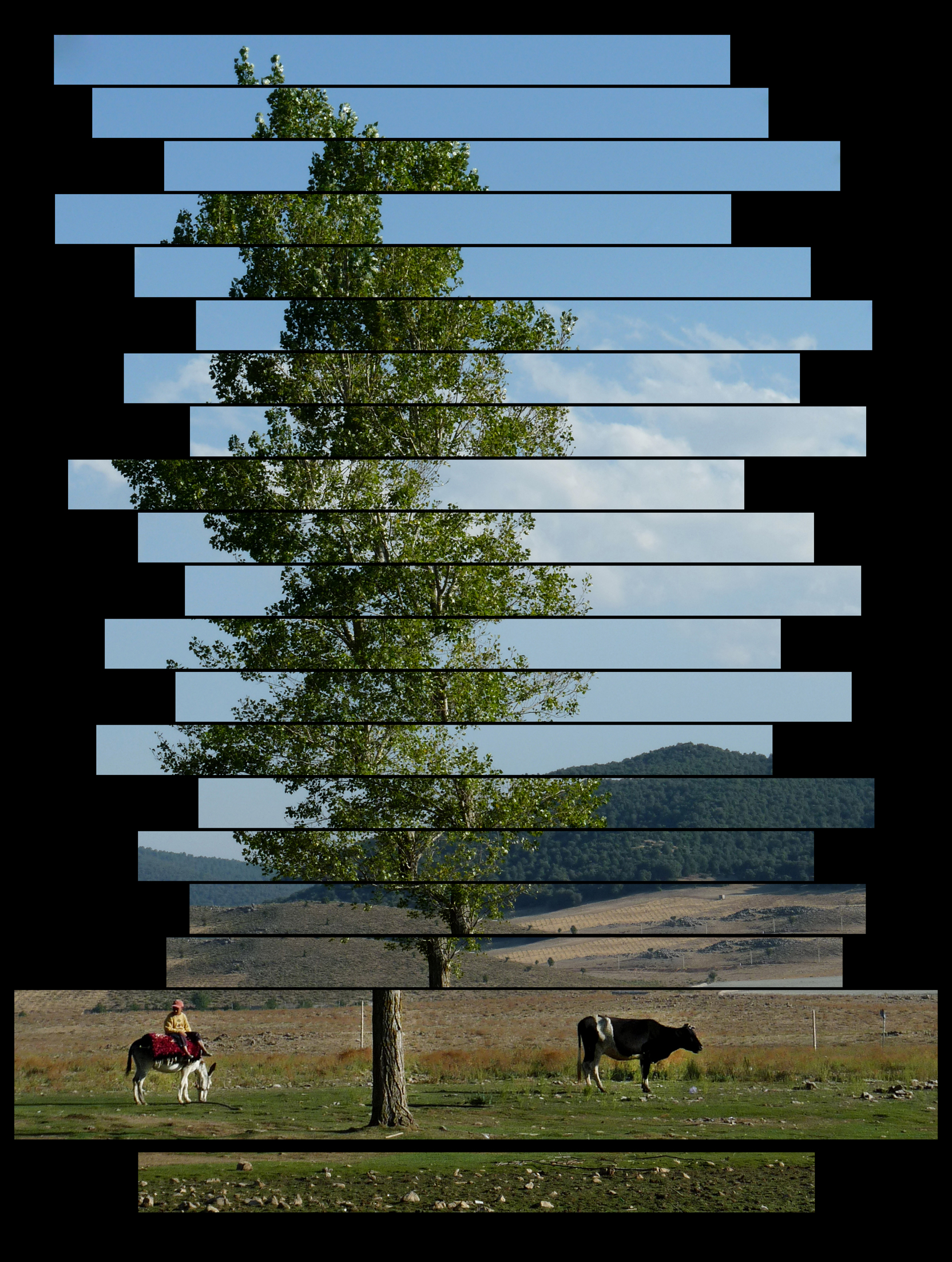 Arbre