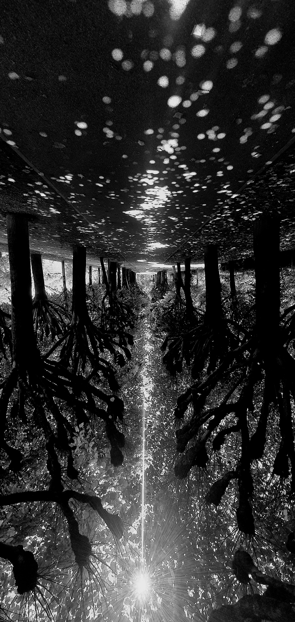 Arbres22