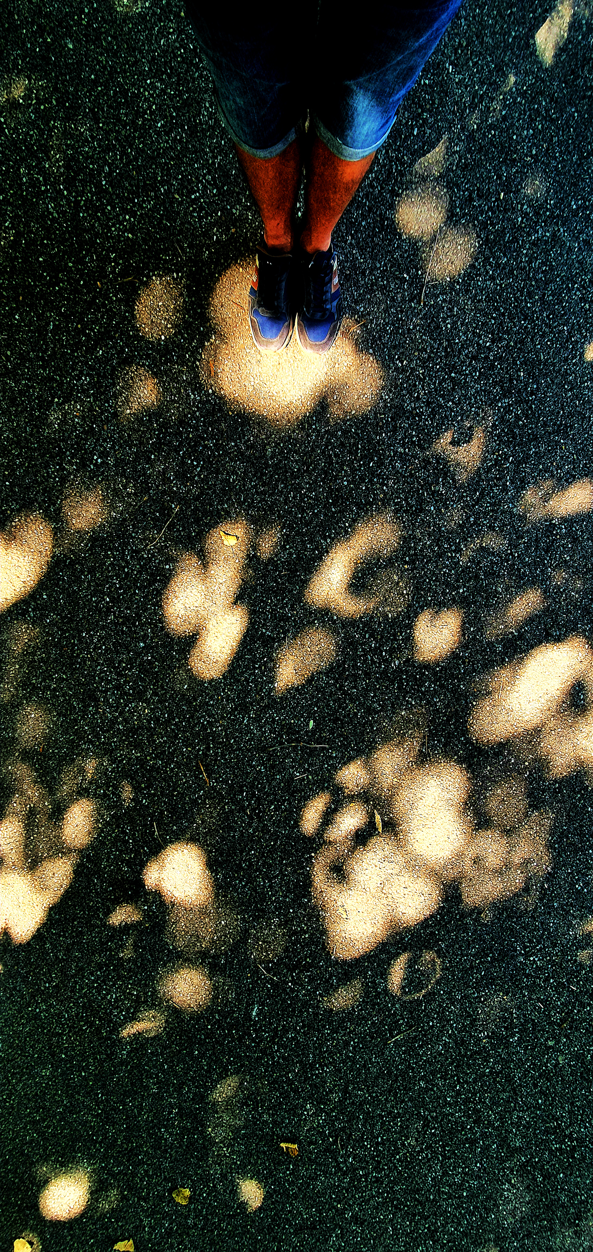 Arbre25