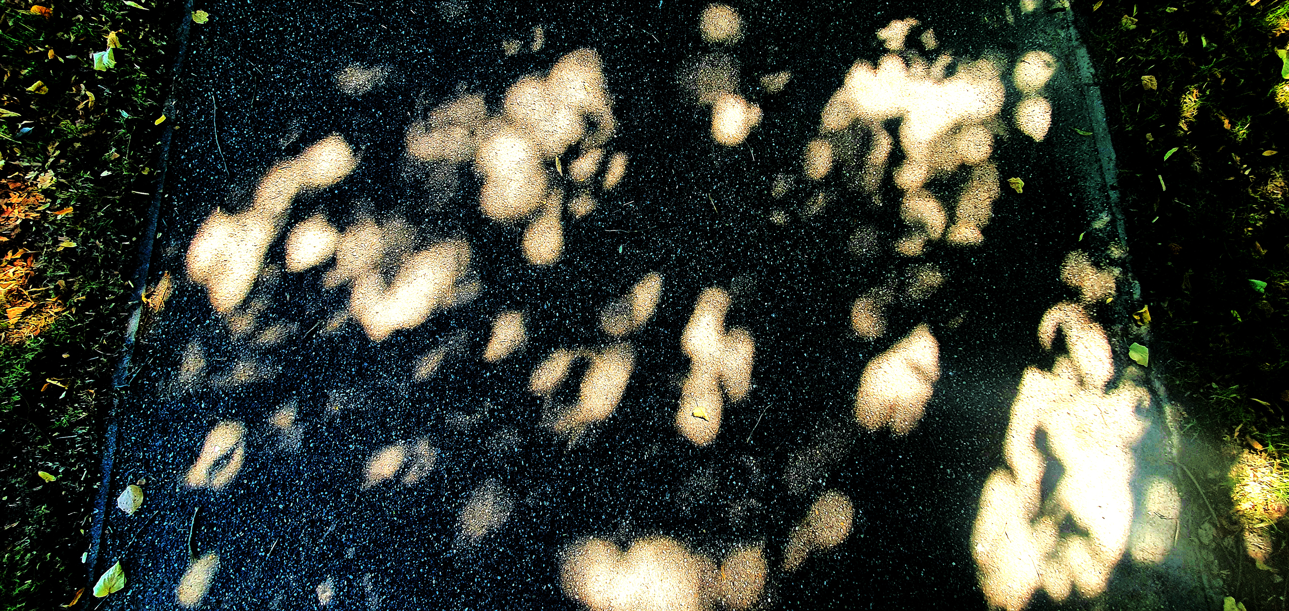 Arbre23