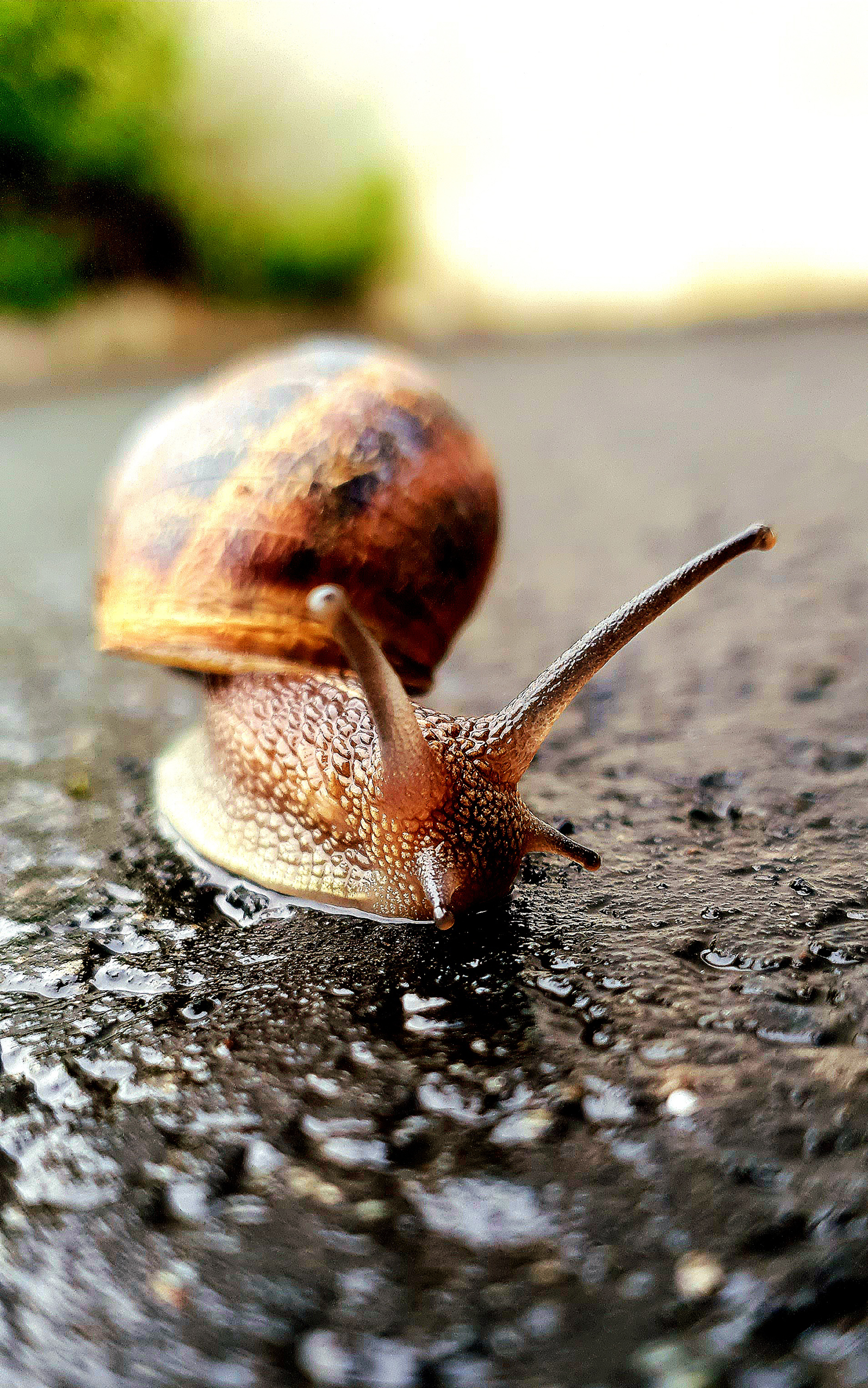 Escargot