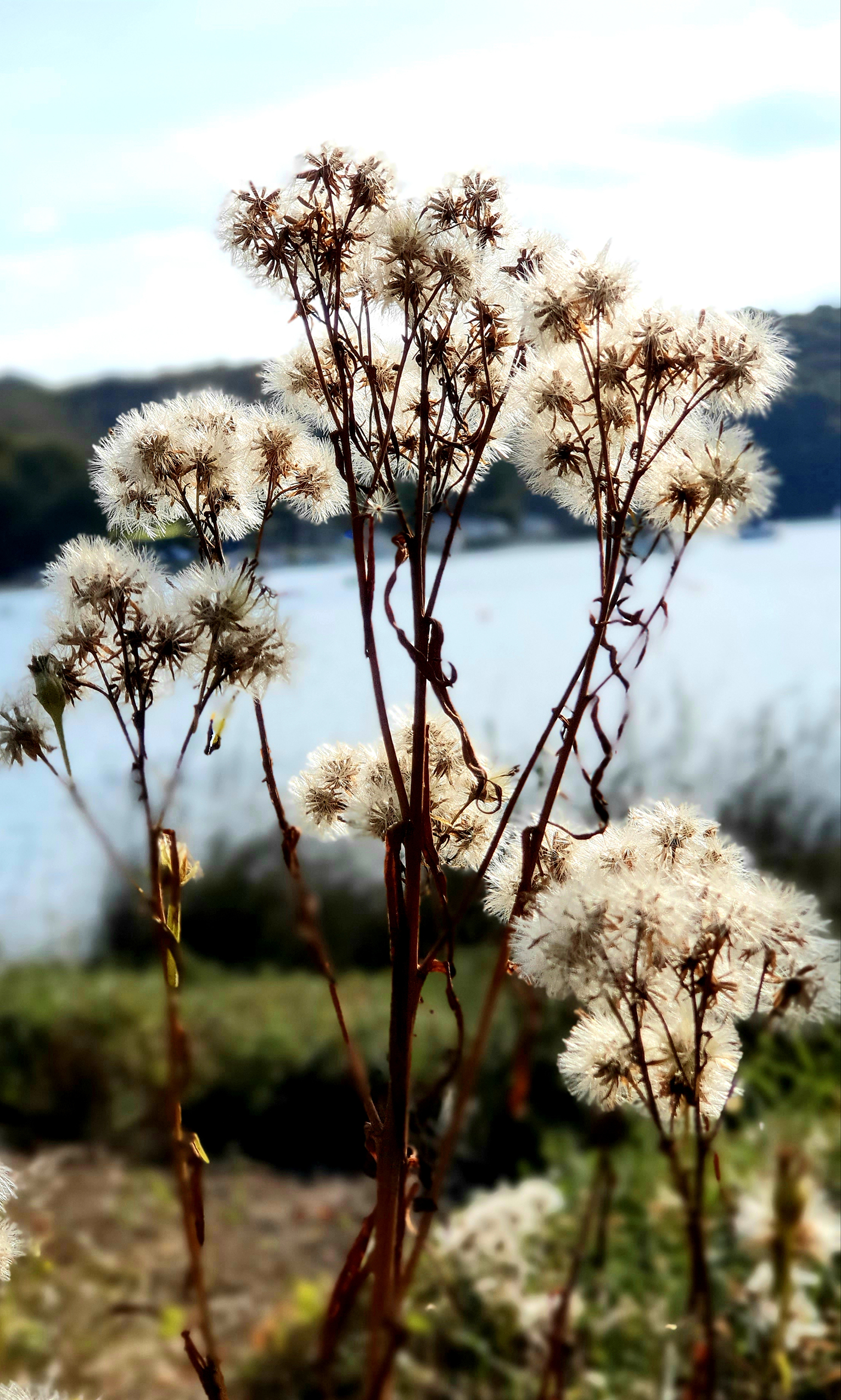 Fleurs30
