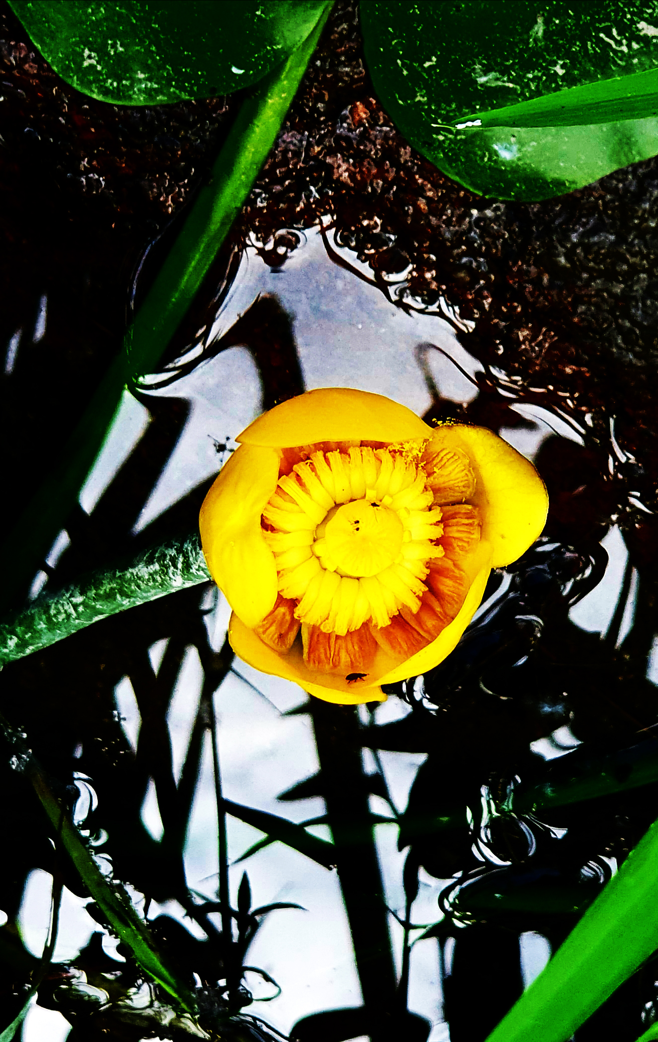 Fleurs22