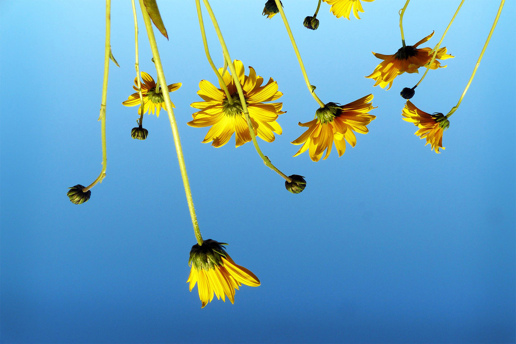 Fleurs