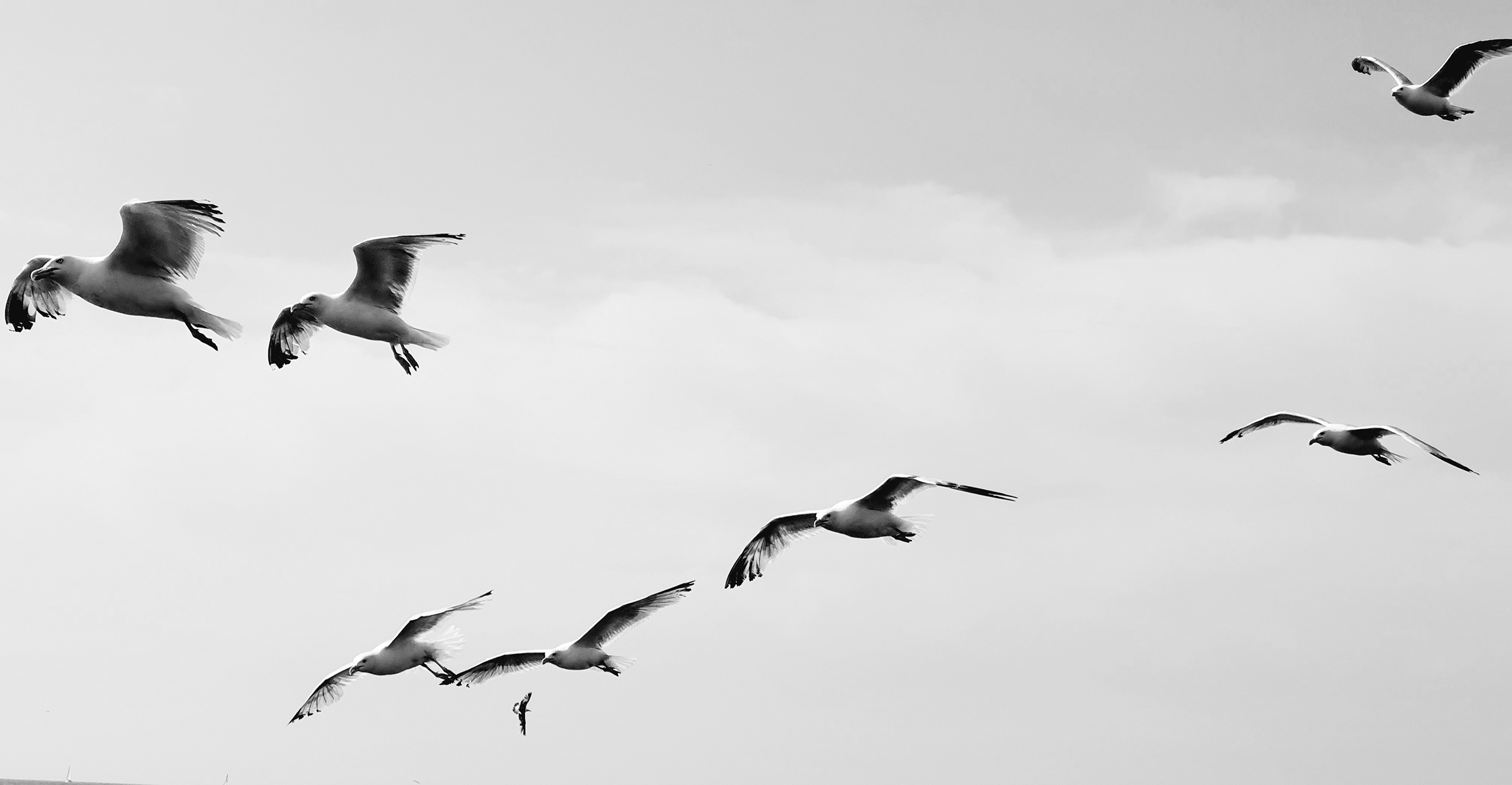 Mouettes1