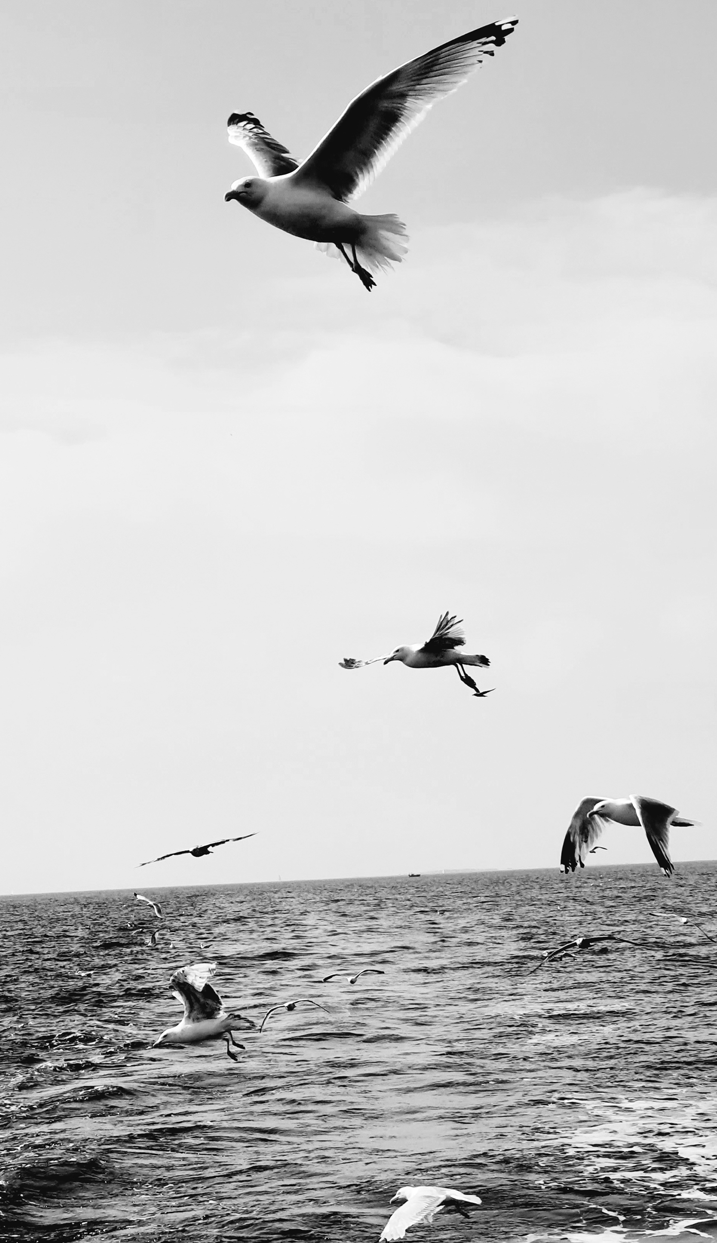 Mouettes3