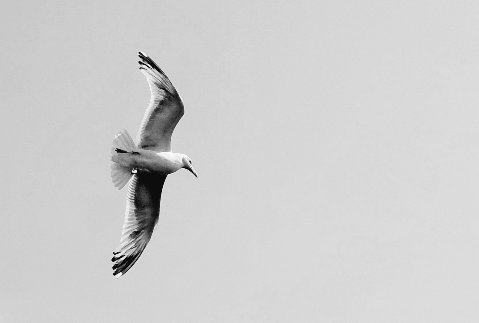 Mouettes2