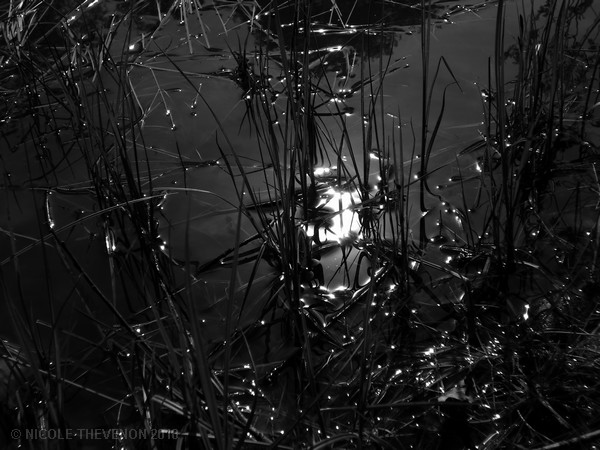 Soleil dans l eau noire 2018 57 