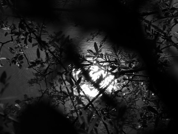 Soleil dans l eau noire 2018 49 