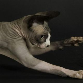 Pommy toulouse2