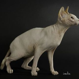 Gigi toulouse