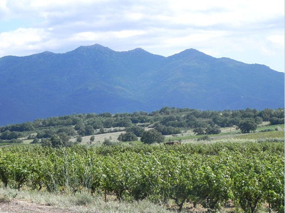 Les vignes st jean