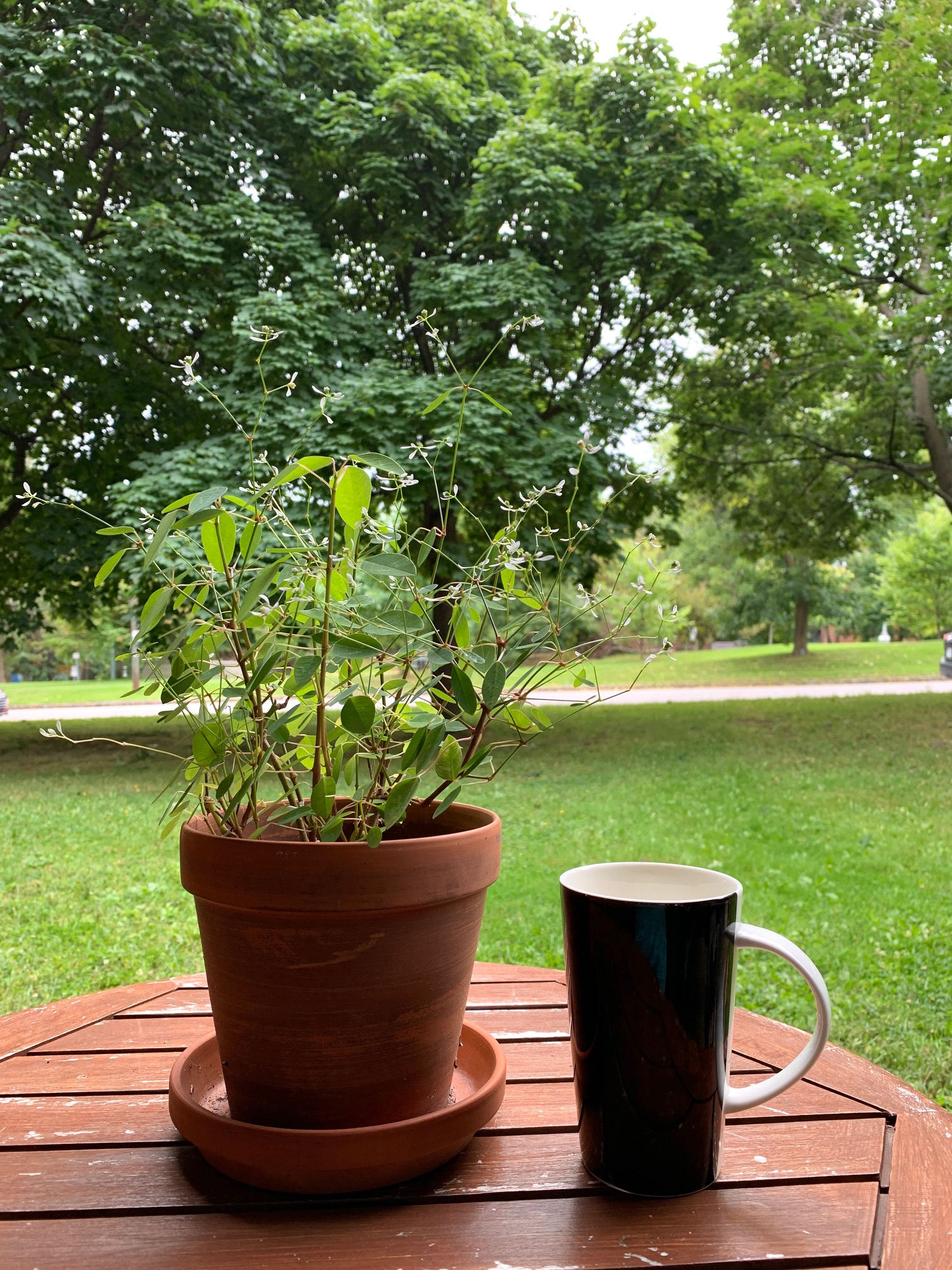 2025 9 6 appart 1665 1 