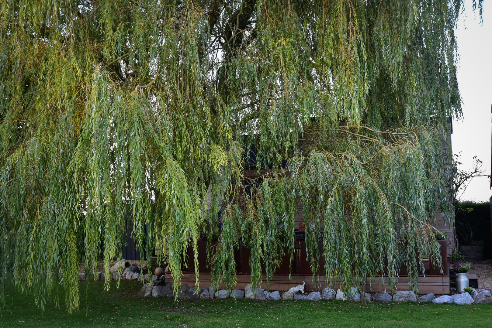 Tiny sous le saule grand 