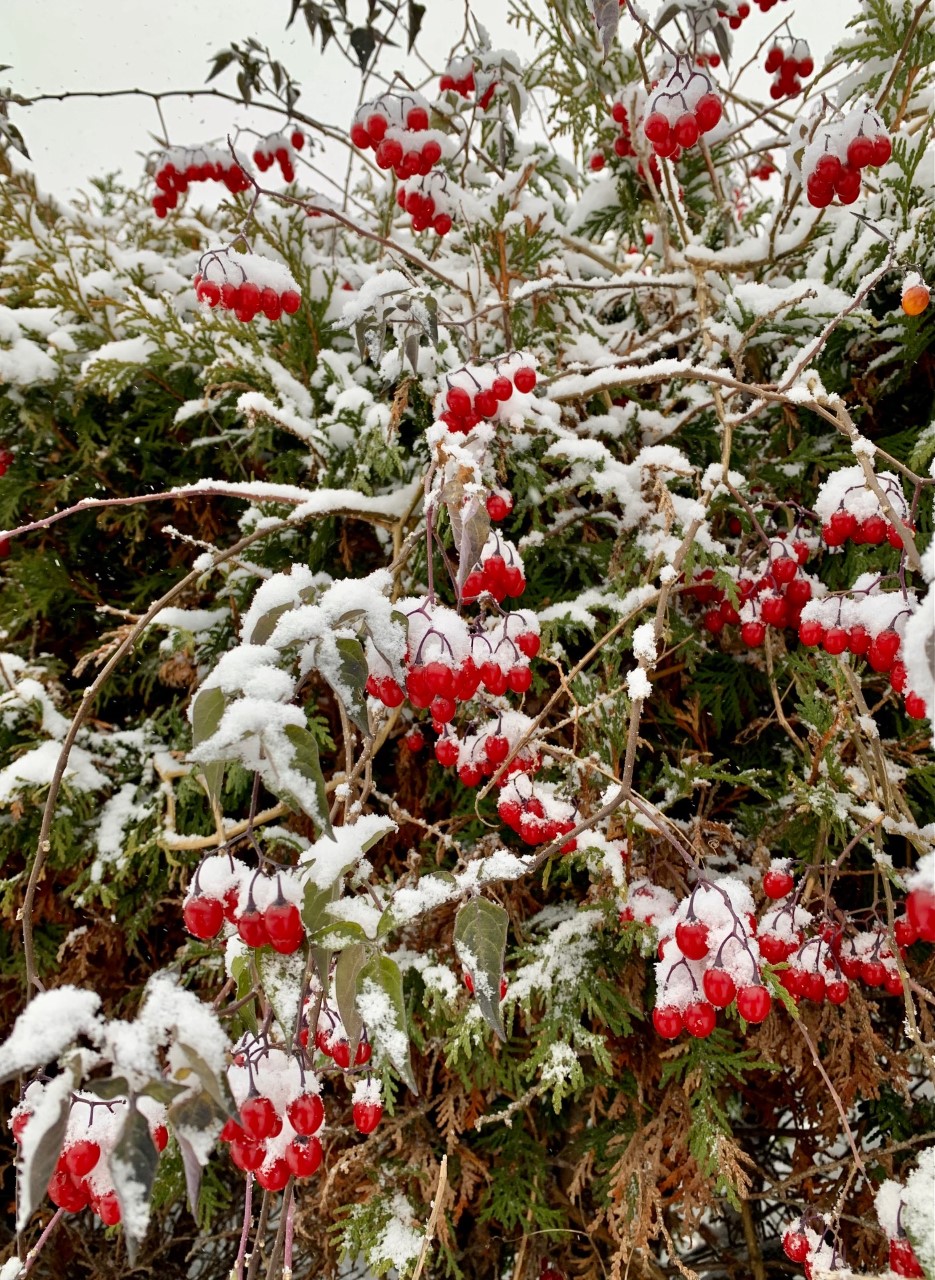 2022 11 15 honeysuckle2