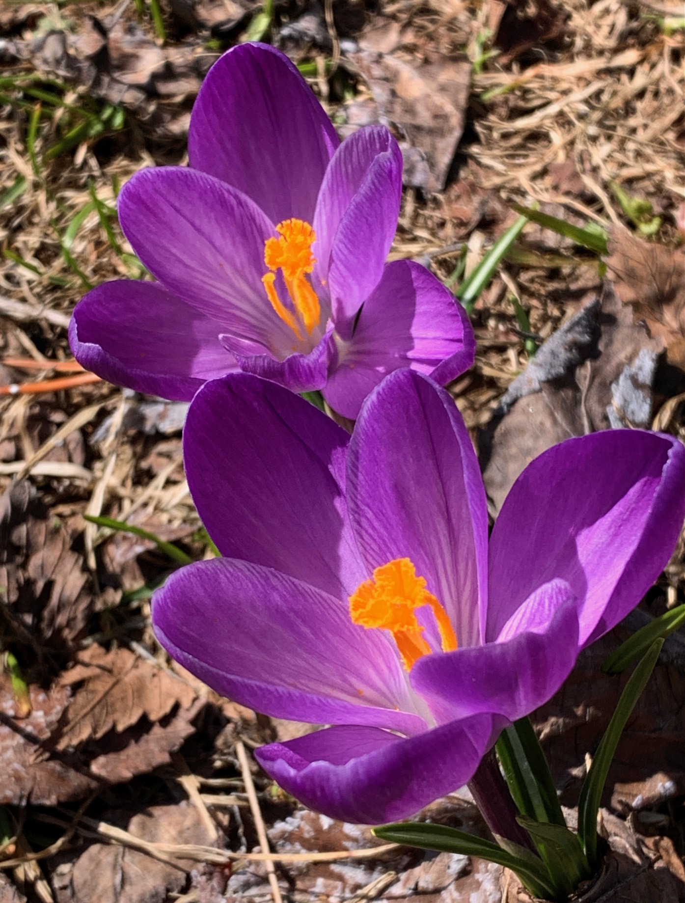 2026 4 18 sillery parc voiliers 8 