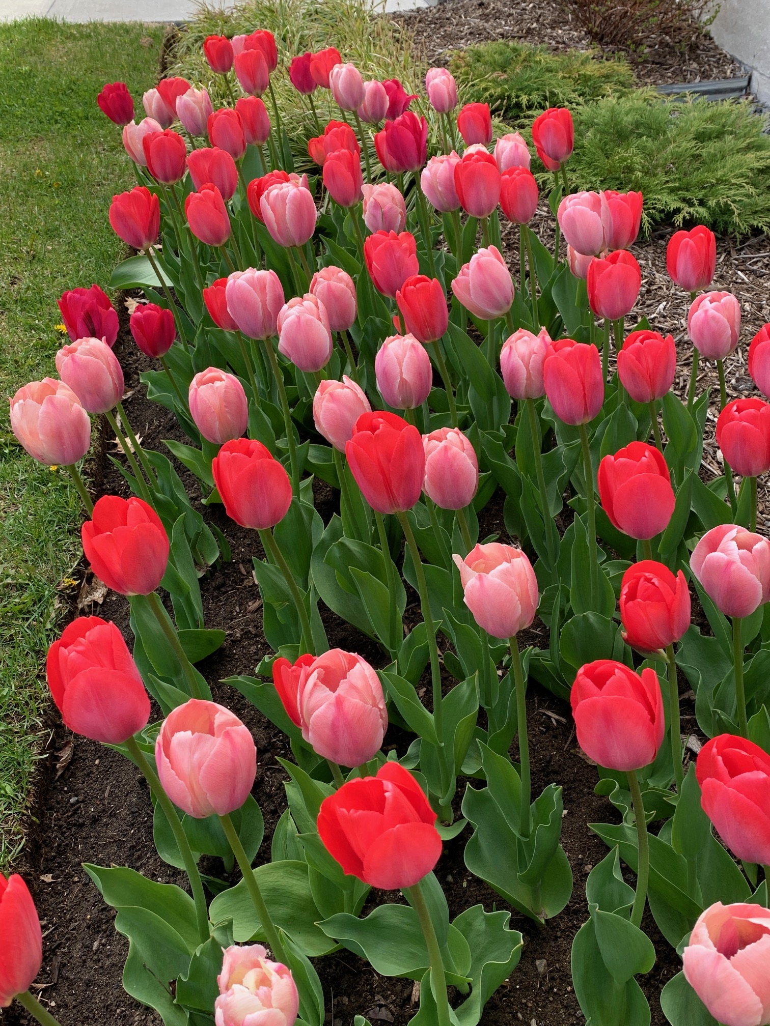 2026 5 15 coulonge tulipes 5 