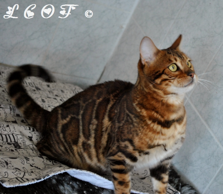 Dsc 0009o