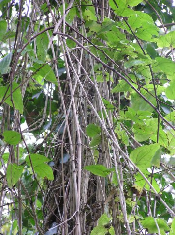 Clematite
