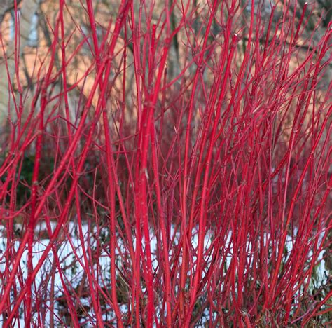 Cornus-sanguinea