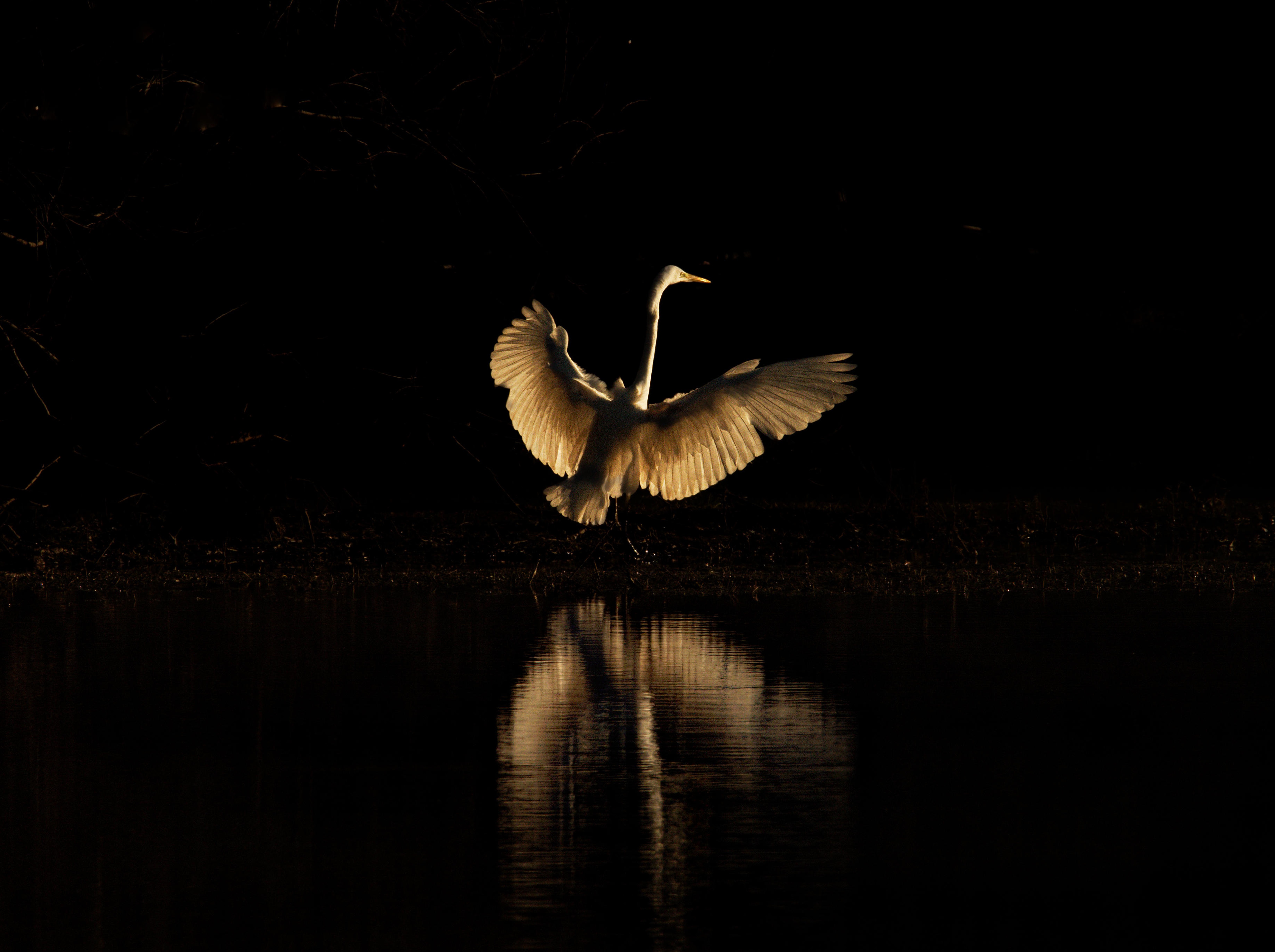 Gd aigrette