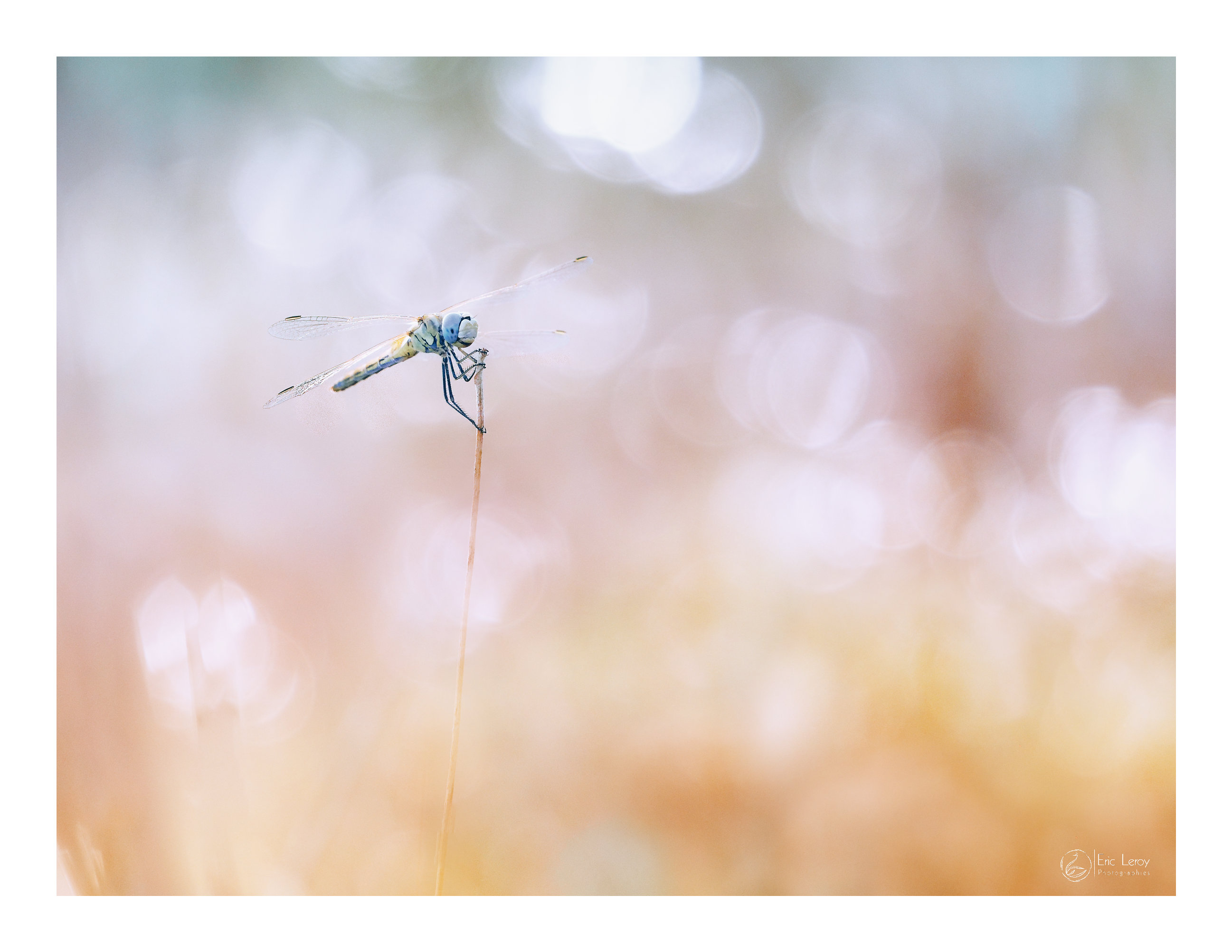 1 sympetrum fonscolombii 5 