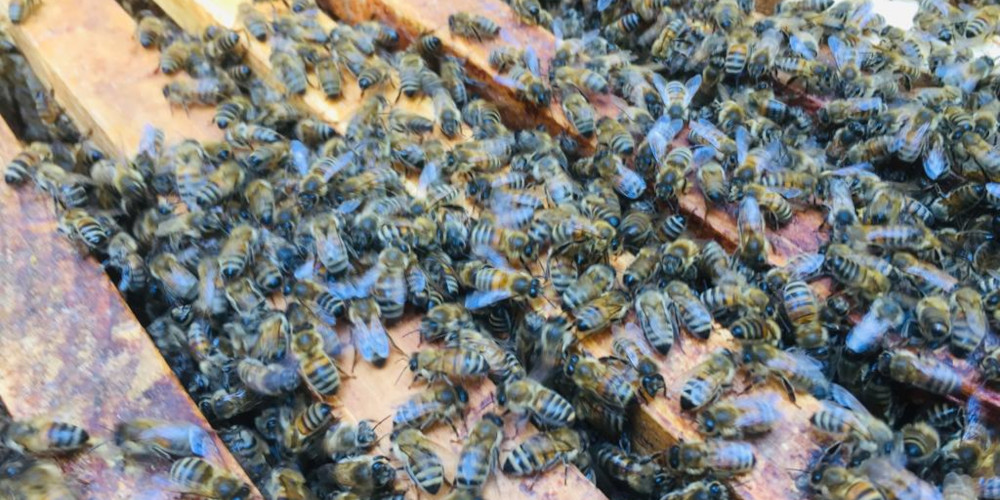 Slider abeilles 1