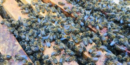 Slider abeilles 1