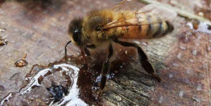 Slider abeilles 2