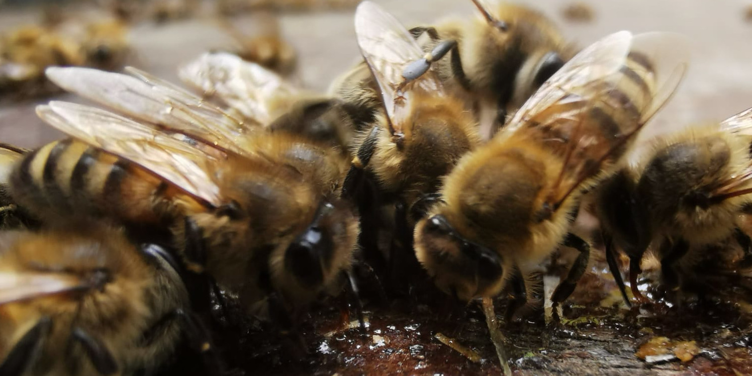 Slider abeilles 3