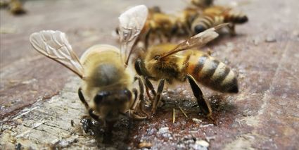 Slider abeilles 4