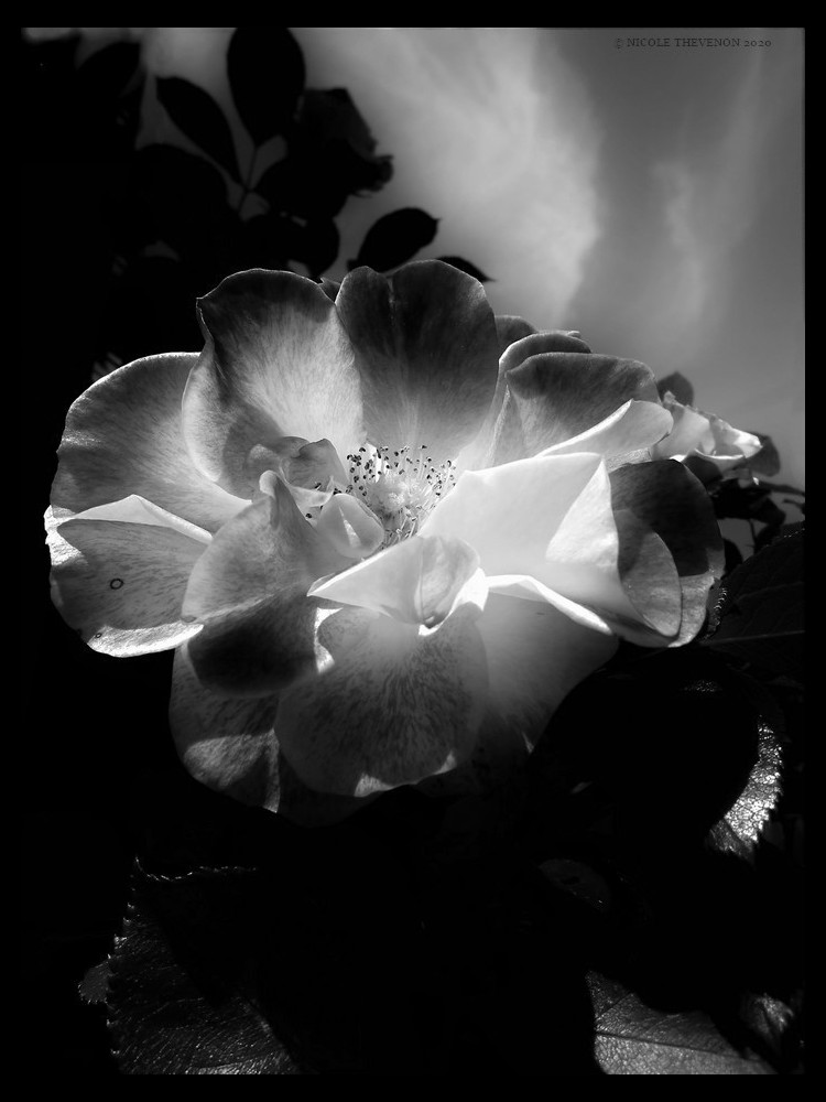 La rose d argent