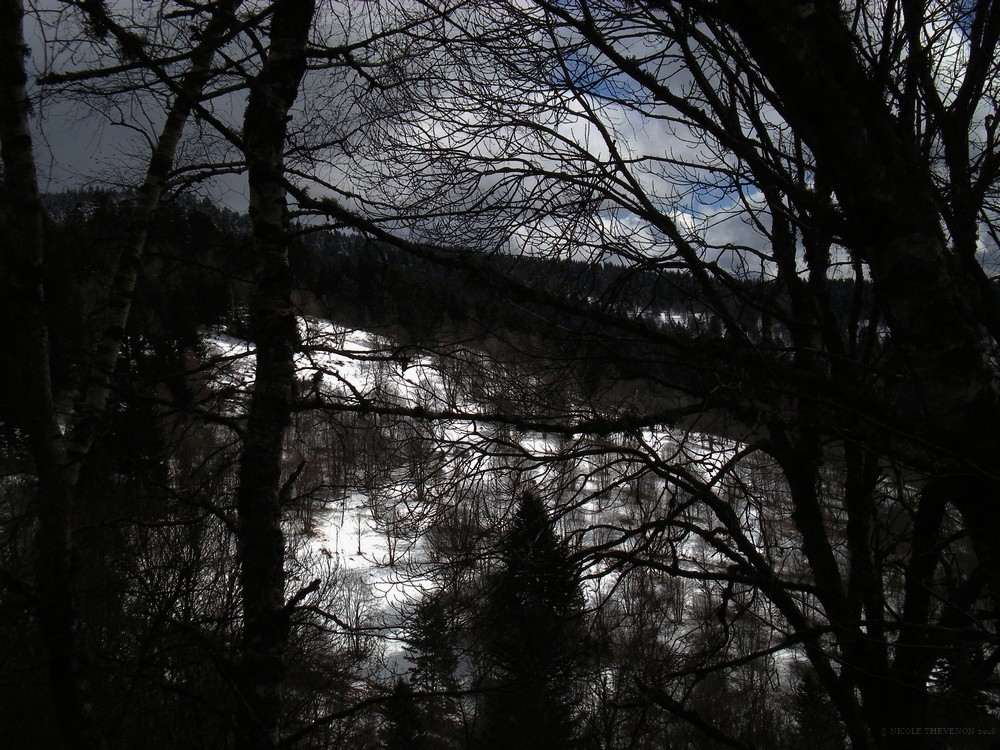 Dans les bois